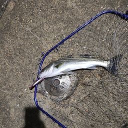 フッコ（マルスズキ）