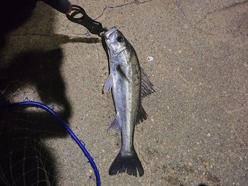 フッコ（マルスズキ）の釣果