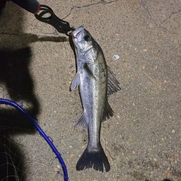 フッコ（マルスズキ）