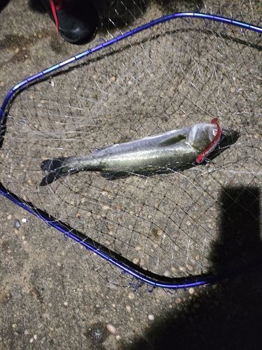 フッコ（マルスズキ）の釣果