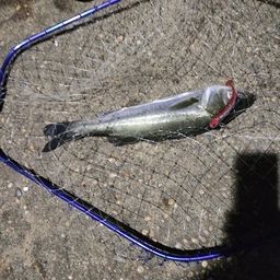 フッコ（マルスズキ）