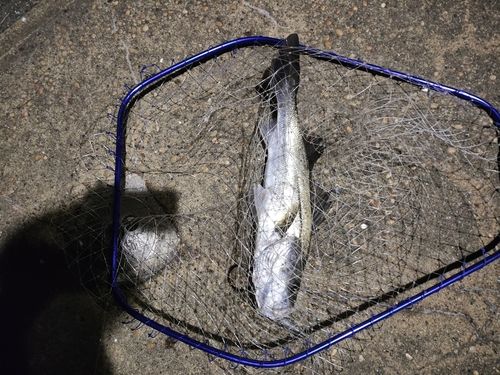 フッコ（マルスズキ）の釣果