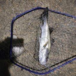 フッコ（マルスズキ）