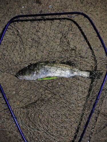 フッコ（マルスズキ）の釣果