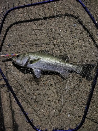 フッコ（マルスズキ）の釣果