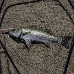 フッコ（マルスズキ）