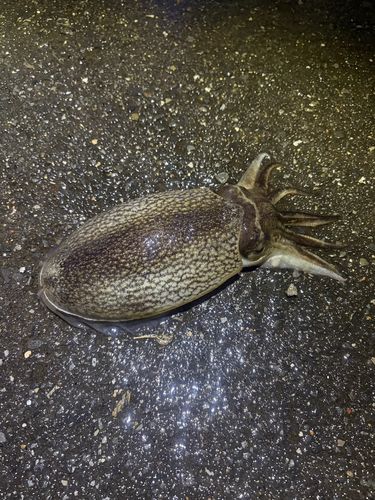 東京湾（アクアライン〜富津）