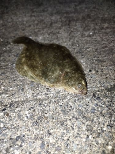 カレイの釣果