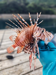 ミノカサゴの釣果