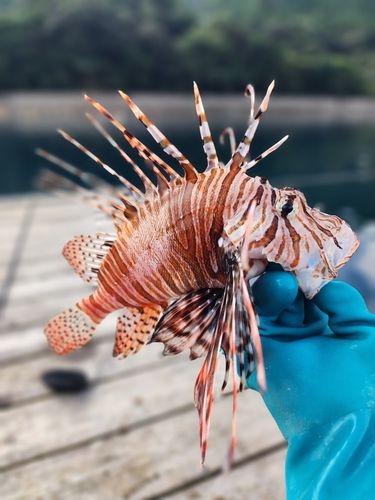 ミノカサゴの釣果