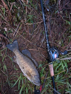 ブラックバスの釣果