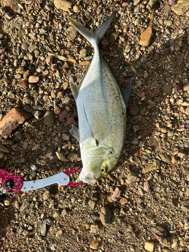 オニヒラアジの釣果