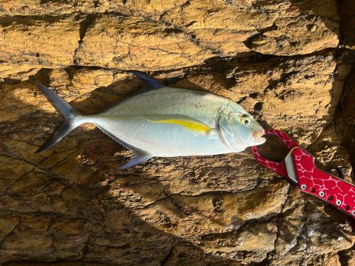 カスミアジの釣果