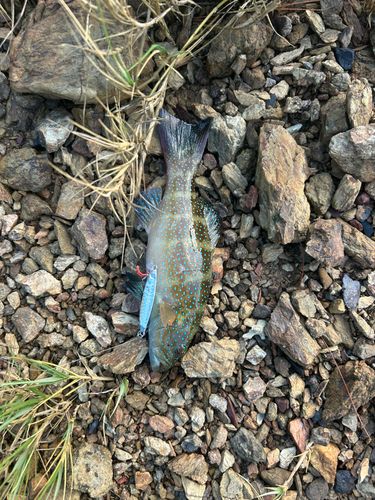 スジアラの釣果