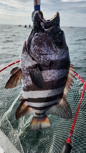イシダイの釣果