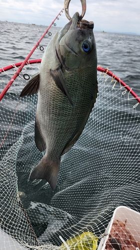 葉山釣り具センター付近