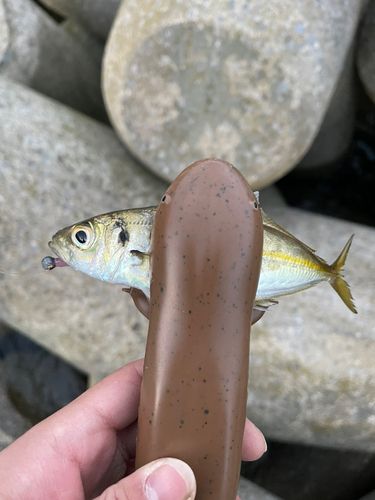 マアジの釣果