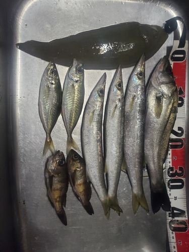 アジの釣果