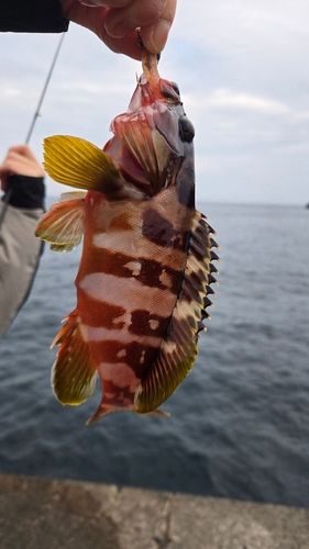 アカハタの釣果