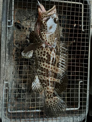 チャイロマルハタの釣果