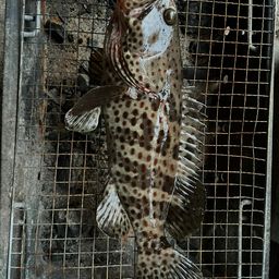 チャイロマルハタ