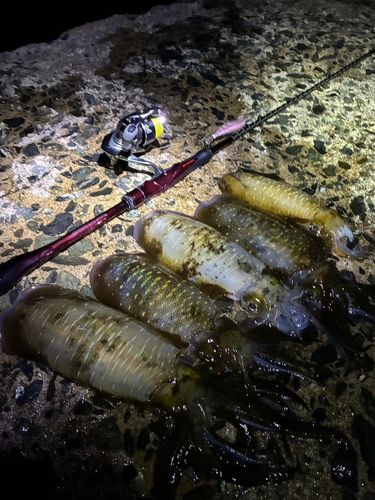 アオリイカの釣果