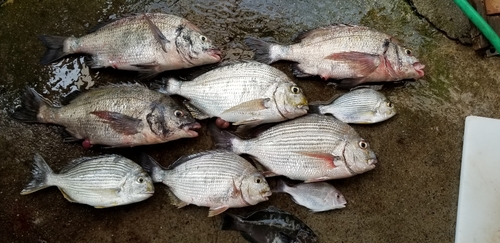 チヌの釣果