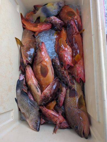 アカハタの釣果