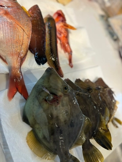 カワハギの釣果