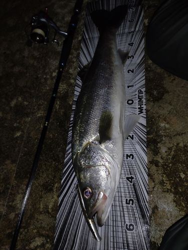 シーバスの釣果