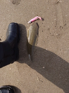 シタビラメの釣果