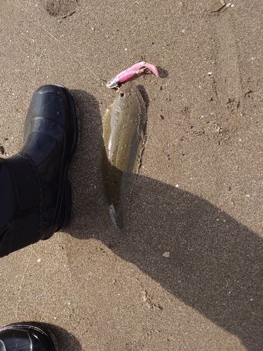 シタビラメの釣果