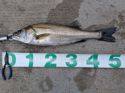 東京湾（アクアライン〜富津）