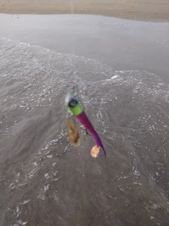 シタビラメの釣果