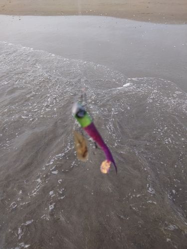 シタビラメの釣果