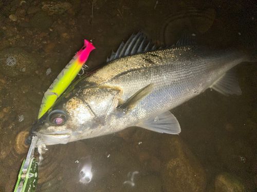 シーバスの釣果