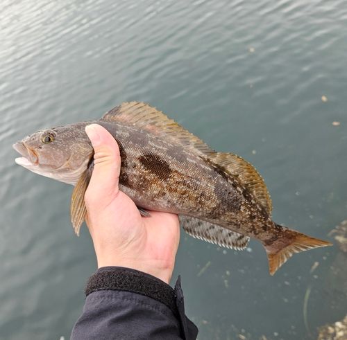 アイナメの釣果