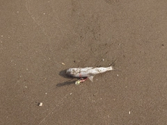 コノシロの釣果