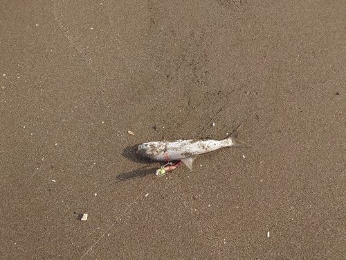 コノシロの釣果