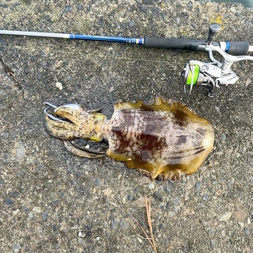 アオリイカの釣果