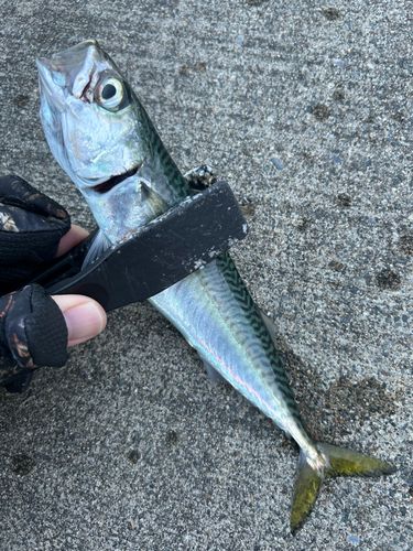 サバの釣果