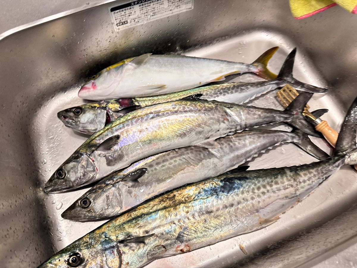 武田心慰さんの釣果 2枚目の画像