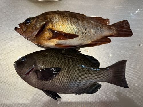 アカメバルの釣果