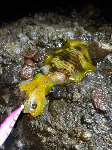 アオリイカの釣果