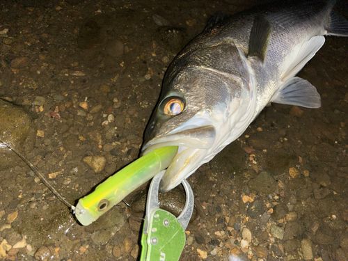 シーバスの釣果