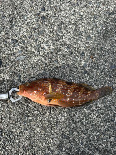 キジハタの釣果