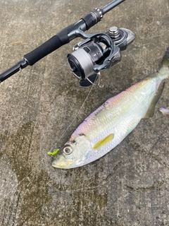 ヒラの釣果