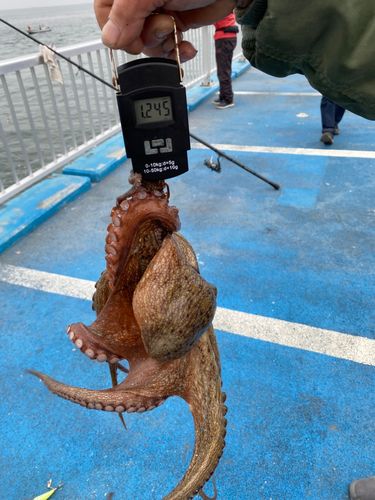タコの釣果