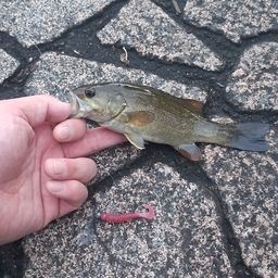 スモールマウスバス