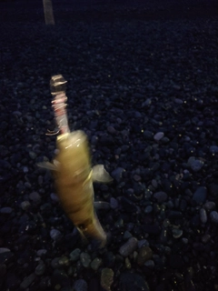 シロサバフグの釣果